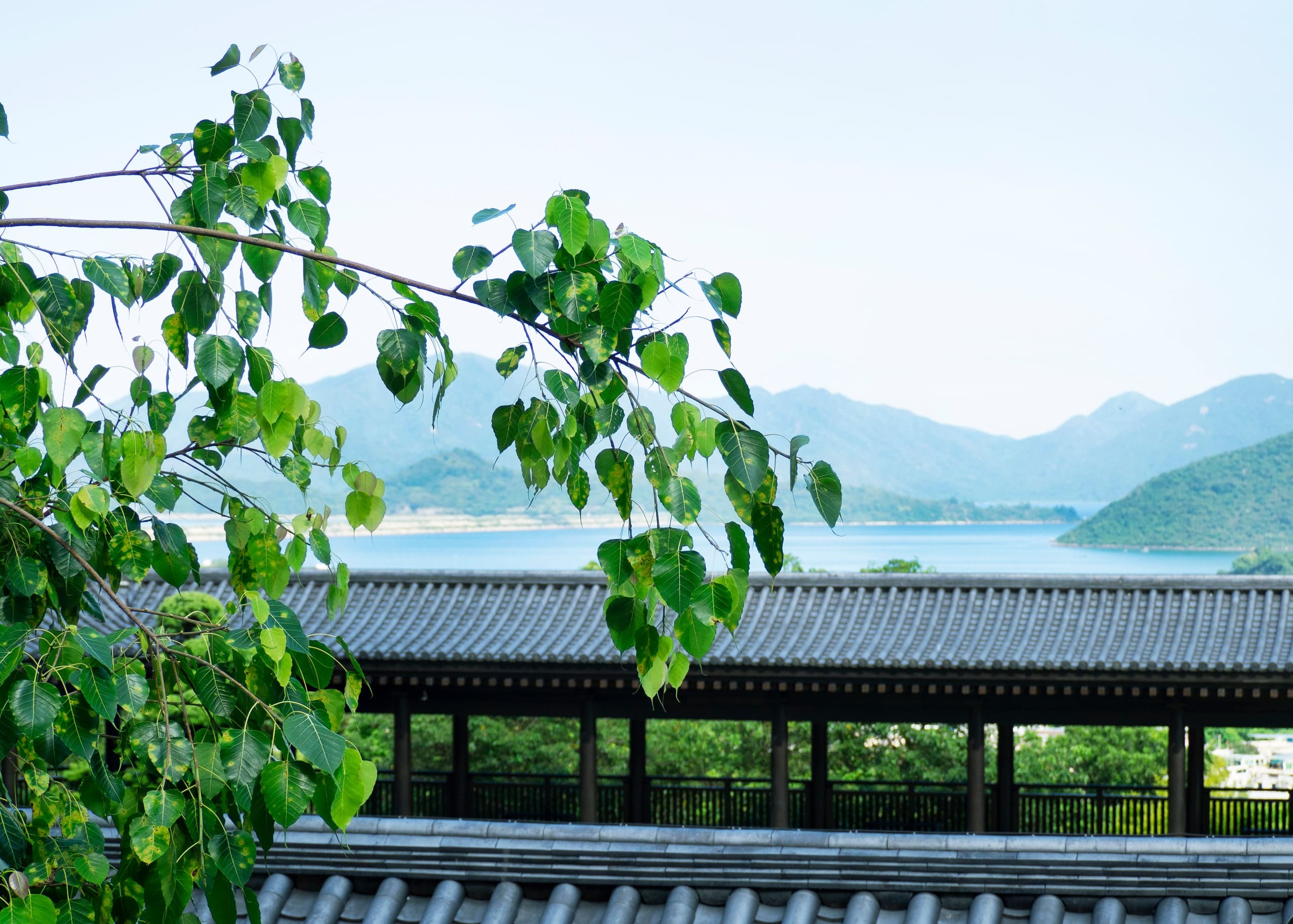 Heart-shaped bodhi leaves in the foreground, a long tiled covered walkway behind, and pale water and hills in the distance.
