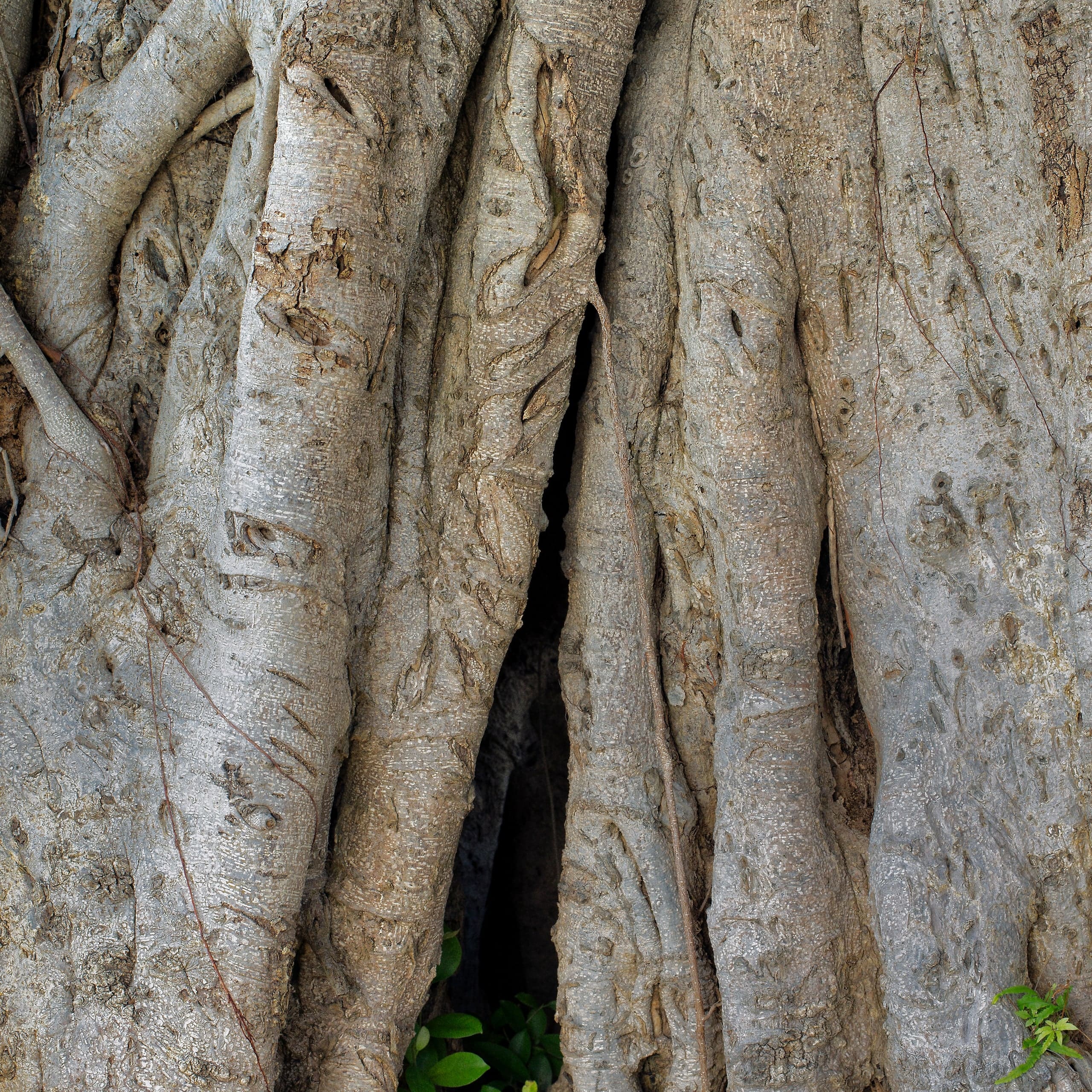 A banyan, its aerial roots grown down into the trunk.